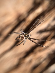 Argiope ocyaloides