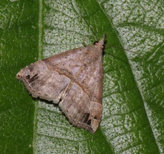 Dichromia occatus
