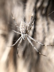 Argiope ocyaloides