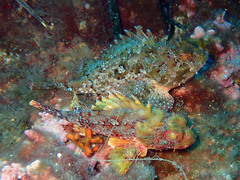 Scorpaena notata