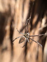 Argiope ocyaloides