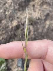 Festuca microstachys