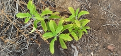Tournefortia pubescens