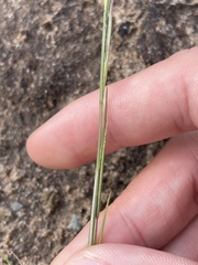 Festuca microstachys