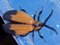 Lycus melanurus
