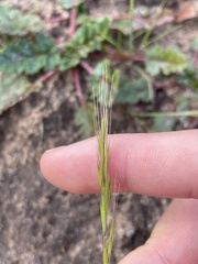 Festuca microstachys