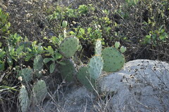 Opuntia bentonii