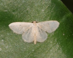 Idaea ptyonopoda