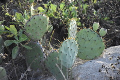 Opuntia bentonii