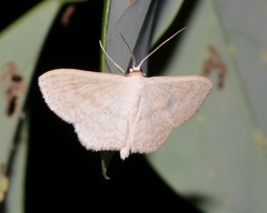 Idaea ptyonopoda