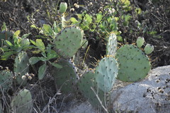 Opuntia bentonii