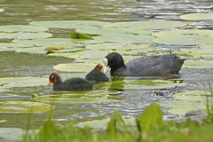 Fulica atra