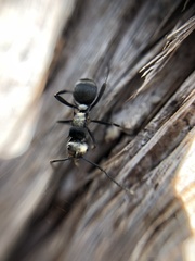Polyrhachis daemeli