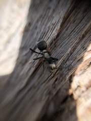 Polyrhachis daemeli