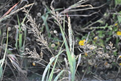 Panicum amarum