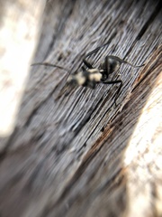 Polyrhachis daemeli