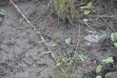 Fimbristylis castanea