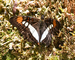 Adelpha margarita