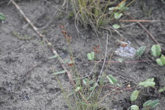 Fimbristylis castanea