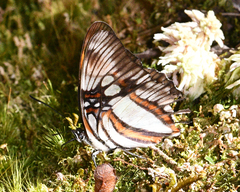 Adelpha margarita