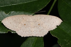 Perixera flavispila