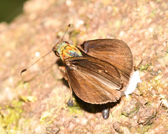 Psoralis exclamationis