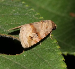 Ozarba brunnea
