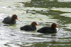 Fulica atra