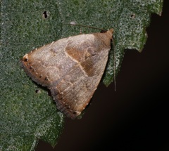 Rivula basalis