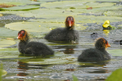 Fulica atra