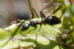 Myrmophyma