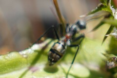 Myrmophyma