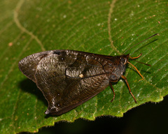 Corades medeba