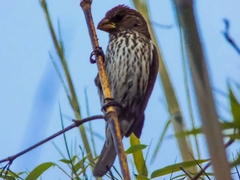 Amblyospiza albifrons