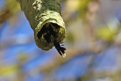 Parachartergus apicalis
