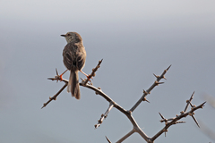 Prinia maculosa maculosa