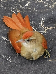 Cranioleuca curtata