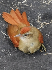 Cranioleuca curtata