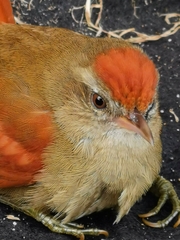 Cranioleuca curtata