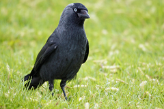 Corvus monedula
