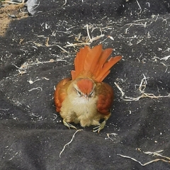 Cranioleuca curtata