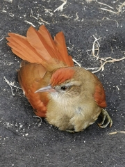 Cranioleuca curtata