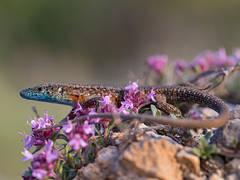 Algyroides nigropunctatus