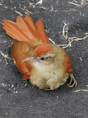 Cranioleuca curtata