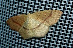 Cyclophora linearia