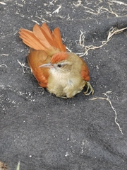 Cranioleuca curtata