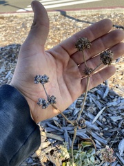Eriogonum latifolium