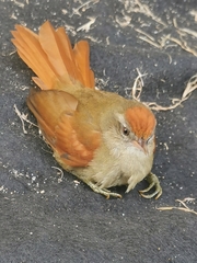 Cranioleuca curtata