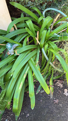 Agapanthus praecox