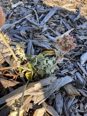 Eriogonum latifolium